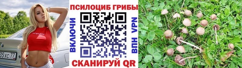 Галлюциногенные грибы Cubensis  Ачхой-Мартан 